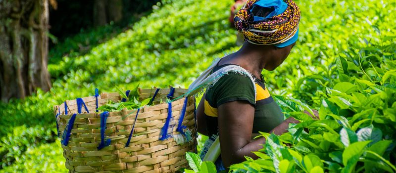 pexels-abellpaul53-7427928