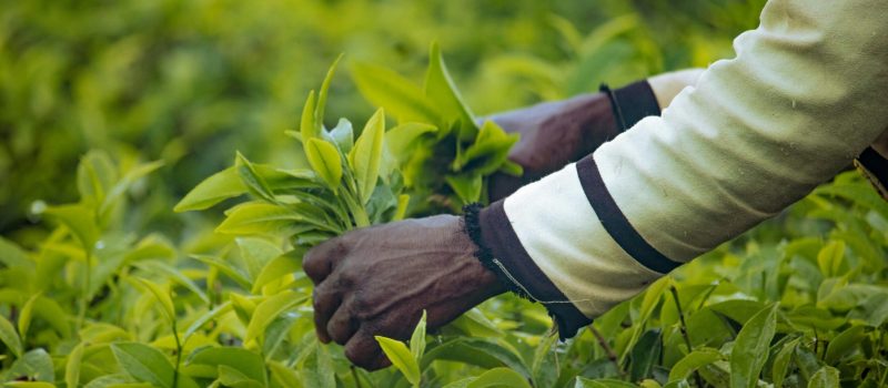 pexels-caleb-ishaya-313370124-30898070