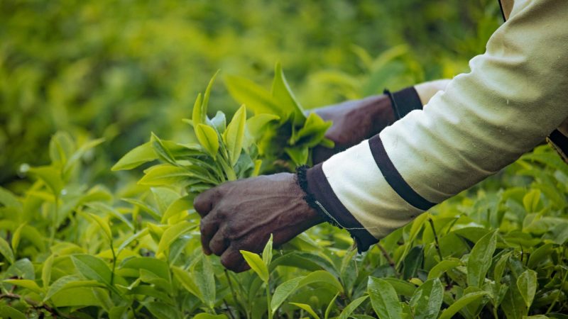 pexels-caleb-ishaya-313370124-30898070