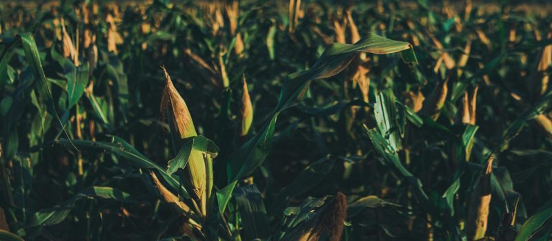 pexels-ian-panelo-20234940