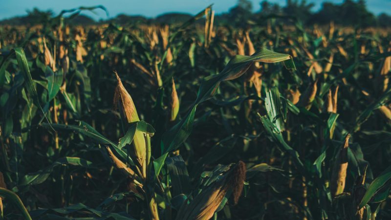 pexels-ian-panelo-20234940